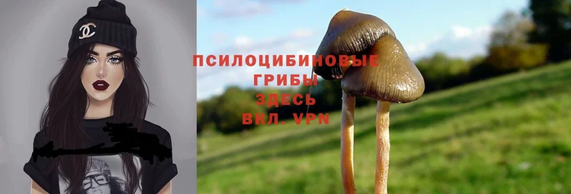 купить   Астрахань  Псилоцибиновые грибы Magic Shrooms 