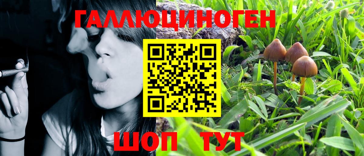 Псилоцибиновые грибы Psilocybe Астрахань